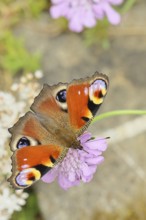 Peacock butterfly (Inachis io) sucking nectar on scabiosa, in a natural environment in the wild,