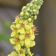 Dark mullein (Verbascum nigrum), flowers, inflorescence, in a natural garden, close-up, Wilnsdorf,