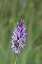 Moorland spotted orchid (Dactylorhiza maculata), inflorescence, close-up, Wilnsdorf, North