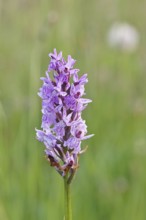 Moorland spotted orchid (Dactylorhiza maculata), inflorescence, close-up, Wilnsdorf, North