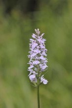 Moorland spotted orchid (Dactylorhiza maculata), inflorescence, close-up, Wilnsdorf, North