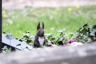 Squirrel, April, Germany