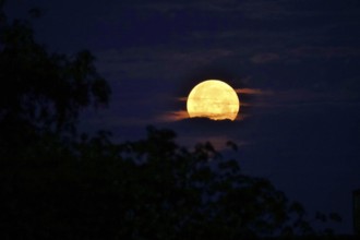 Moon on a summer night, Germany