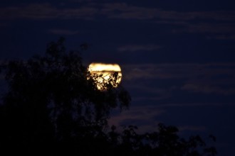 Moon on a summer night, Germany