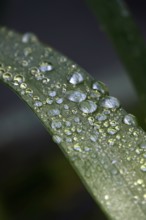 Drops of water on a leaf, June, Germany