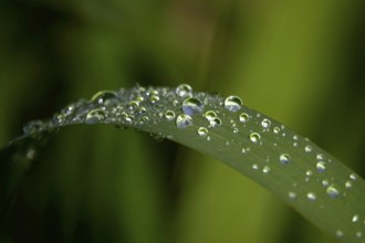 Drops of water on a leaf, June, Germany
