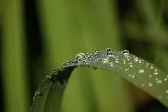 Drops of water on a leaf, June, Germany