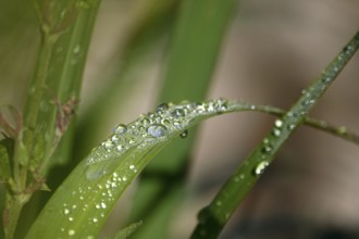 Drops of water on a leaf, June, Germany