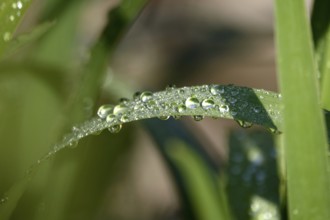 Drops of water on a leaf, June, Germany