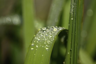 Drops of water on a leaf, June, Germany