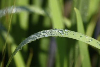 Drops of water on a leaf, June, Germany