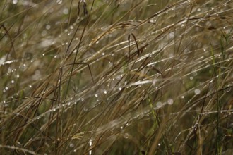 Grasses in the garden with water droplets, Germany
