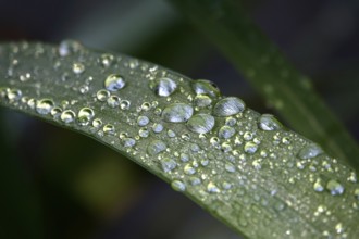 Drops of water on a leaf, June, Germany
