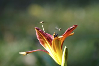Flower of a lily with flying insects, June, Germany