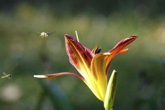 Flower of a lily with flying insects, June, Germany