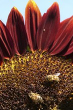Red sunflower with bees, July, Germany