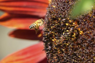 Red sunflower with bee in flight, July, Germany