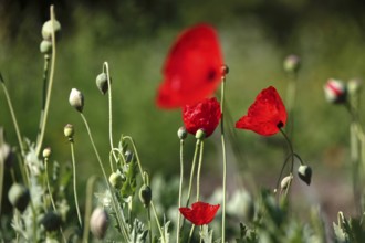 Poppies, July, Germany
