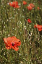 Poppies, July, Germany