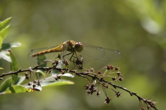 Dragonfly on a branch, July, Germany