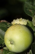 Apple on an apple tree with water drops, Germany