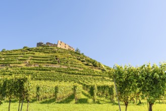 The ruins of Staufen Castle tower over the vineyard terraces, Staufen im Breisgau,