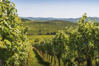 Panoramic view of the vineyards of the Kaiserstuhl, Baden-Württemberg, Germany