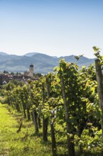 Vineyards with a view of the village of Kirchhofen, Kaiserstuhl, Baden-Württemberg, Germany
