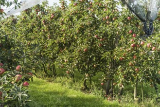 Apple orchard with ripe, red apples (Malus domestica), protected by a hail net, Canton Thurgau,