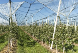 Apple orchard, protected by a hail net, Kressbronn am Lake Constance, Baden-Württemberg, Germany