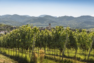 Vineyards with a view of the village of Kirchhofen, Kaiserstuhl, Baden-Württemberg, Germany