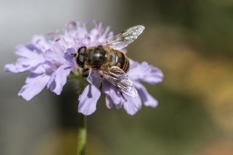 Tapered Dronefly (Eristalis pertinax), Emsland, Lower Saxony, Germany