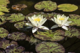 Water lily (Nymphaea Marliacea Chromatella), Emsland, Lower Saxony, Germany