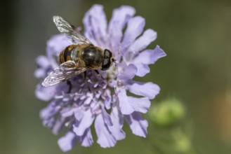 Tapered Dronefly (Eristalis pertinax), Emsland, Lower Saxony, Germany