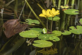 Water fringe (Nymphoides peltata), Emsland, Lower Saxony, Germany