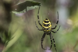 Wasp spider (Argiope bruennichi), Emsland, Lower Saxony, Germany