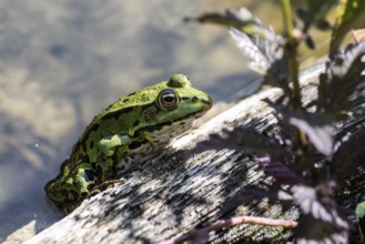 Edible Frog (Rana esculenta), Emsland, Lower Saxony, Germany