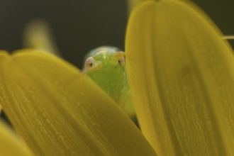Oak bush cricket (Meconema thalassinum) adult insect on a garden yellow flower in summer, England,