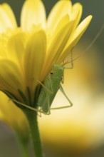 Oak bush cricket (Meconema thalassinum) adult insect on a garden yellow flower in summer, England,
