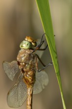 Norfolk hawker dragonfly (Aeshna isoceles) adult insect resting on a reed plant stem in summer,
