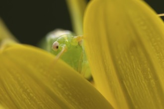 Oak bush cricket (Meconema thalassinum) adult insect on a garden yellow flower in summer, England,