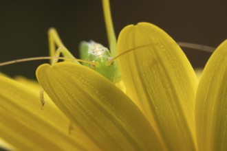 Oak bush cricket (Meconema thalassinum) adult insect on a garden yellow flower in summer, England,