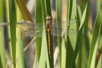 Norfolk hawker dragonfly (Aeshna isoceles) adult insect resting on a reed plant stem in summer,