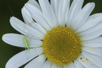 Oak bush cricket (Meconema thalassinum) juvenile insect on an Oxeye daisy flower, England, United
