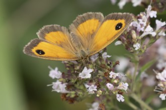 Gatekeeper butterfly (Pyronia tithonus) adult insect feeding on garden wild marjoram or oregano