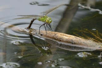 Emperor dragonfly (Anax imperator) adult female insect laying eggs or oviposition in a pond in