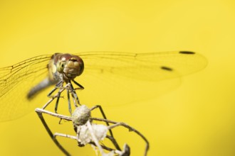 Common darter dragonfly (Sympetrum striolatum) adult insect resting on a plant seed head in summer,