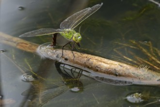 Emperor dragonfly (Anax imperator) adult female insect laying eggs or oviposition in a pond in