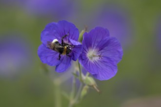 Buff tailed bumblebee (Bombus terrestris) adult bee feeding on a garden geraniuim flower, England,