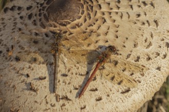 Common darter dragonfly (Sympetrum striolatum) two adult insects resting on a Parasol mushroom in